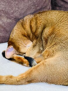 Интересные статьи и факты о пушистых 