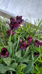 Санкт-Петербург. Жизнь под санкциями