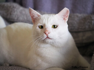 Страшила и его детишки