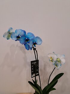 Растения 🌱