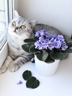 Папа котик Маню 🍏