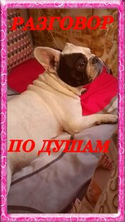 Чудо бульдожка Бонита 