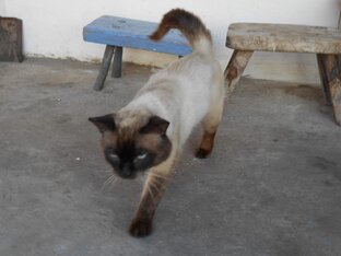 Любимый кот. 