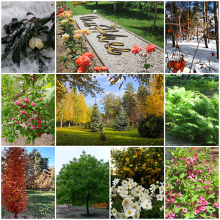 Дендрарий в парк-отеле Осинки