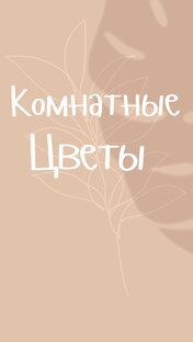 Комнатные цветы