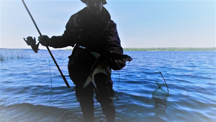 Лещи и подлещики 