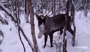 Встречи с животными