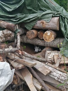 Викки. Хаски. 7 лет нашей доче, обожаю её. 💓