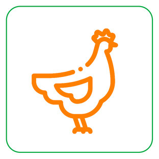 Какими бывают куры?