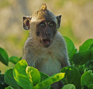 Долина смеха