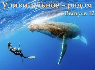 Удивительное рядом