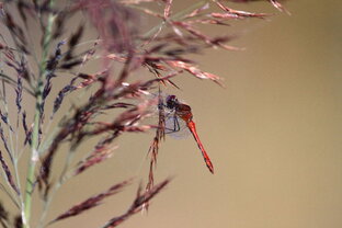 Фауна во флоре