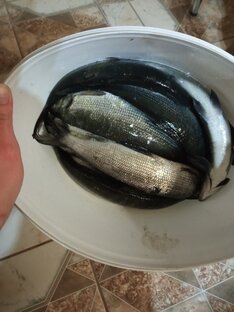 Смотрим как ловят рыбу