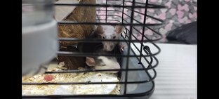 Оскар и Цезарь