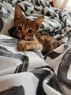 Бакс. Саванна ф5 