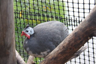 Наше птицеводство