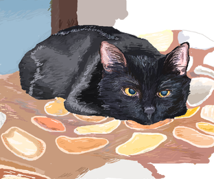 котик