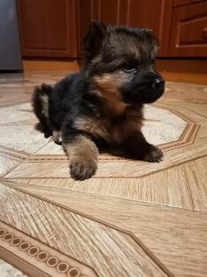 Взяли домой малышку