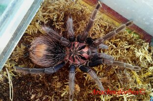 Блог о пауках. Интересные истории фермы пауков птицеедов Arachnoforbes.