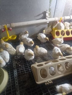Техаские перепëлки