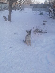 Собаки на Кубани