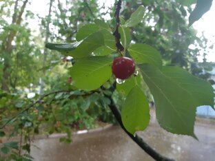 Огородничество. Мой опыт, удачи и неудачи