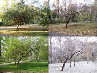 Сад, огород, теплица в разное время года