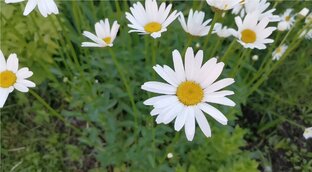 Народные средства для профилактики заболеваний.