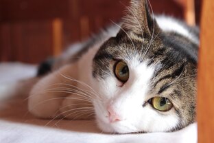 О кошках