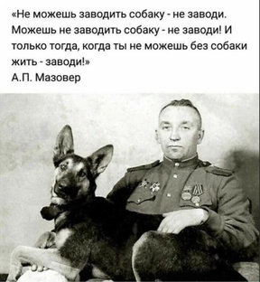 Собачья жизнь