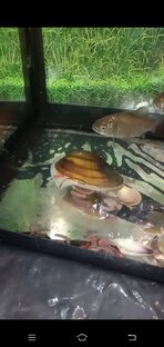 Аквариум (рыбки и всё, что в нём) 