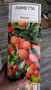 Лиметта Россо.