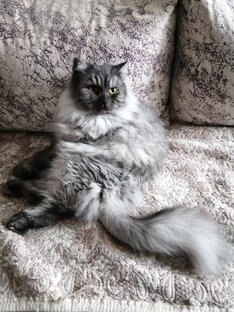 Жизнь котов