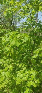 Гармония жизни