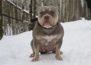 Американ булли