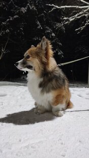 Дрессировки