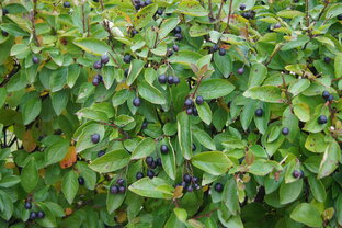 Лунный календарь