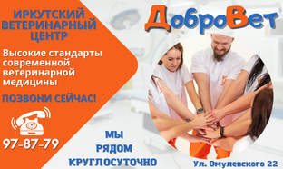 Команда ДоброВет 24