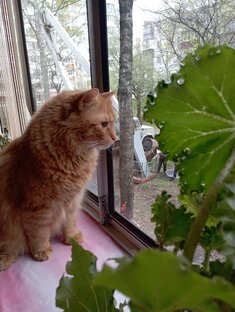 О братьях наших меньших