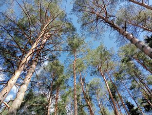 Полезное от природы