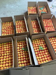 Горные абрикосы летят в Москву.