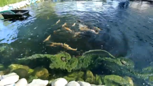 Форель в дачном пруду 