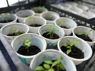 О доме, саде и огороде.