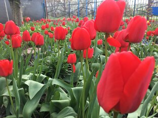 Авторские песни