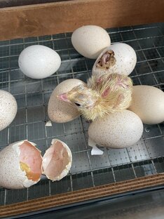 Инкубация разной птицы 
