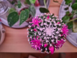 Комнатные растения 