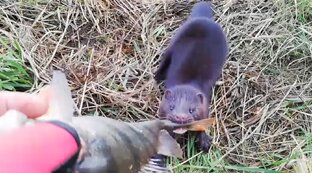 Зарисовки и др. 