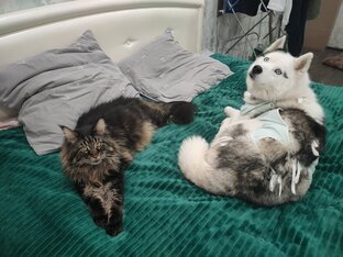 Котики и все, все, все