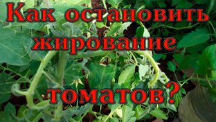 Как вырастить богатый урожай