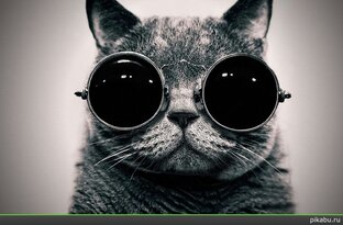 ТОПчик усатых-полосатых 